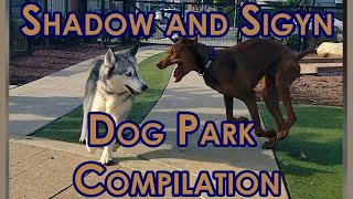 Dynamic Duo Shadow the Vizsla and Sigyn the Husky Unleashed at the Dog Park [upl. by Lavona229]