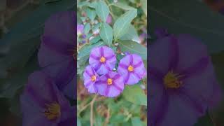 Ruellia Tuberosa amp Lycianthes Rantonnetii purpleflower ruellia Lycianthes [upl. by Siegfried]