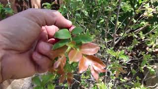 Jaboticaba fruit trees in California will they make it [upl. by Newbill713]