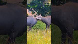 Nilgai Best Video jungle wildlife nilgai nilgaivideo trading shorts [upl. by Aruabea]