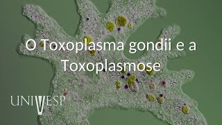 Parasitologia  Aula 05  O Toxoplasma gondii e a Toxoplasmose [upl. by Yllier447]