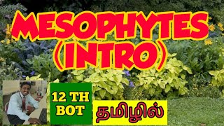 MESOPHYTES  TAMIL  ADAPTATIONS  PRINCIPLES OF ECOLOGY  STD 12  TNSCERT [upl. by Ysnat]