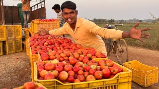 First Time I Harvested Tomatoes And Go To Sell Farmers Market  Farmer Life [upl. by Dora]