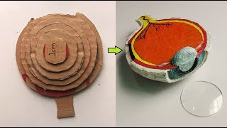 Cardboard Human EYE DIY Model Project [upl. by Prichard30]