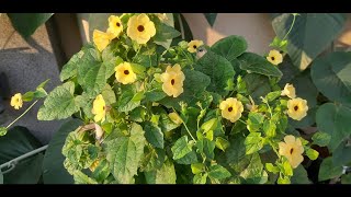 How to Grow Black Eyed Susan Flower Vine Thunbergia  Collecting Black Eyed Susan Vine Seeds [upl. by Ttemme]