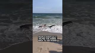 Shark washes ashore on Rockaway Beach in NYC [upl. by Etteluap]