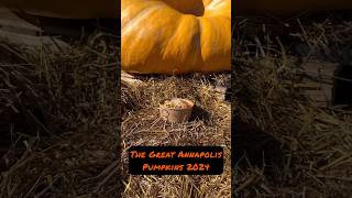 The Great Annapolis Pumpkins of 2024  annapolismd blowfishpokeannapolis annapolis october2024 [upl. by Christen884]