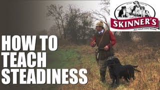 Gundog training tips  steadiness [upl. by Lynda713]