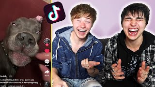 The Funniest Animal Tik Toks Ive Found  Colby Brock [upl. by Ynaffat]