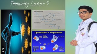 Complement System Immunology [upl. by Alra28]