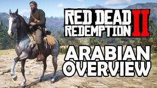 Arabian Overview  Red Dead Redemption 2 Horses [upl. by Collins324]