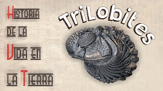 HVT Trilobites mini documental [upl. by Nagaet]