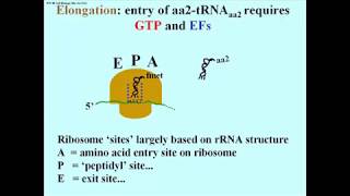 209 Elongation Elongation Factors and GTP [upl. by Oretos112]