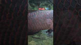 This is a 🐟 animals fish [upl. by Delora]