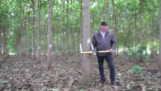 paulownia cotevisa 2 in Romania Atentie ce plantati Informativa [upl. by Emili]