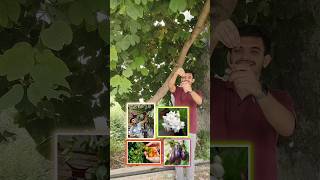 Free fertilizer  pesticide for flowering fruiting best plants growth🌿🍋🌺 shorts viral gardening [upl. by Brad]