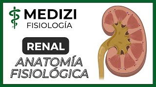 Clase 55 Fisiología Renal  Anatomía funcional del riñón IGdoctorpaiva [upl. by Alleynad]