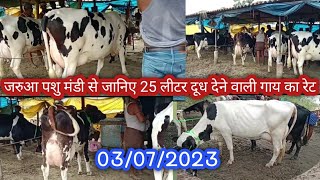 Jarua Pashu Mandi  Bihar Cow Market Hf Cow Jersey Cow [upl. by Sillert]