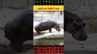 Why do Hippo spray their poop 🤯  Nic Factz hippo factshop amazingfacts hippotizer [upl. by Egiaf993]