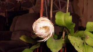 Epiphyllum Oxypetalum in Action [upl. by Linneman451]