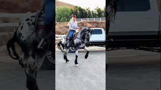 Asta el caballo sabe que esta rola esta buena caballos jaripeo vaqueros tamborazo mexico [upl. by Aenneea524]