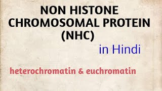 NON HISTONE CHROMOSOMAL PROTEIN  euchromatin and heterochromatin  in Hindi [upl. by Culosio]