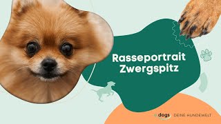 Rasseportrait Zwergspitz Pomeranian [upl. by Sibyls]