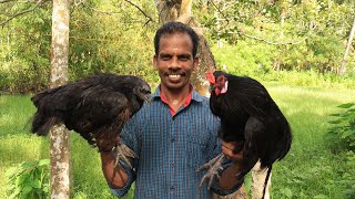 YUMMY BLACK CHICKEN RECIPE  നാടൻ കരിങ്കോഴി കറി  Village cooking skill [upl. by Darian2]