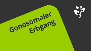 Der Gonosomale Erbgang  Biologie  Genetik [upl. by Blaine]