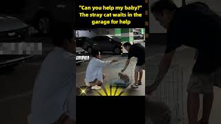 quotCan you help my babyquot The stray cat waits in the garage for help kitten RescueCat animalshelter [upl. by Reyaht]