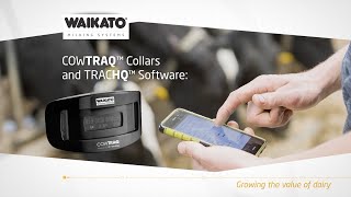 CowTRAQ™ Cow Collars  247 Heat amp Health Monitoring For Every Cow  Waikato Milking Systems [upl. by Lillian]