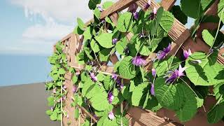 Aristolochia macrophylla ivy on wood mesh 3d animatio [upl. by Goltz]