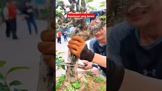 Tidak Untuk Pemula  Mengenolkan bonsai yang sudah jadi bonsai [upl. by Lauren924]