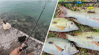 Ep3Shore Casting at Trou Aux Biches Fishing in Mauritius [upl. by Hewe161]