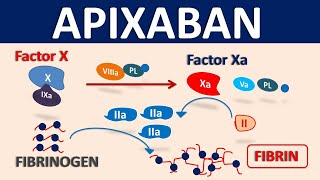 Apixaban Eliquis as blood thinner  Mechanism precautions amp interactions [upl. by Lanza]