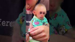 Mom trims monkey Lalas nails monkeybibi monkeylala shorts [upl. by Dalila]