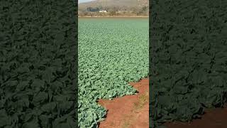 This Farm is Producing 450 000 Cabbages [upl. by Netaf]