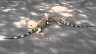 iguanas pelean [upl. by Kristyn]