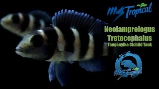 Neolamprologus Tretocephalus  Tanganyika Cichlid Tank [upl. by Artemisa]