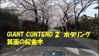 GIANT CONTEND ２で箕面の桜並木ポタリング [upl. by Hosbein]