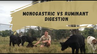 Monogastric Vs Ruminant Digestion [upl. by Glover]