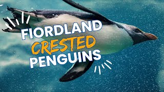 Discover the Timid Fjordland Penguin Fascinating Facts and Ecology [upl. by Anada]