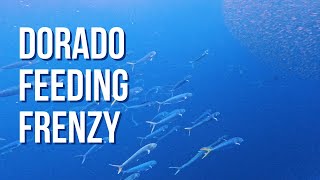 Dorado Feeding Frenzy Breathtaking Underwater Scene [upl. by Ainad]