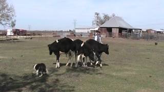 JuHa Ranch herding dog Whistle commands [upl. by Nnylsaj]