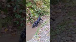 Why go through just once labradorlife muddy puddle happy pup waterfall walk [upl. by Ecertap]