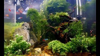 Aquascaping So sieht mein NanoCube nach einem Jahr aus [upl. by Bruis]