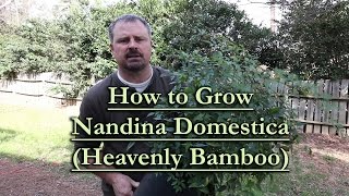 How to grow Nandina Domestica Heavenly Bamboo [upl. by Madson]