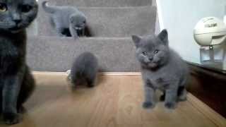 British Shorthair Blue Kittens  6 weeks [upl. by Newberry9]