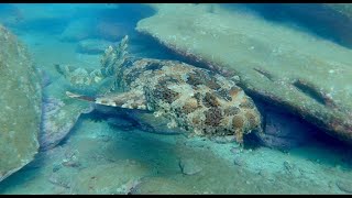 Meet the remarkable Wobbegong shark at Cabbage Tree Bay [upl. by Ecerehs941]