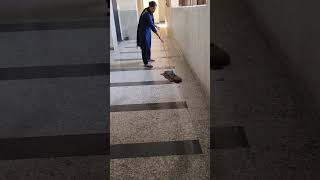 Mopper mopping floor cleaning [upl. by Rubina]